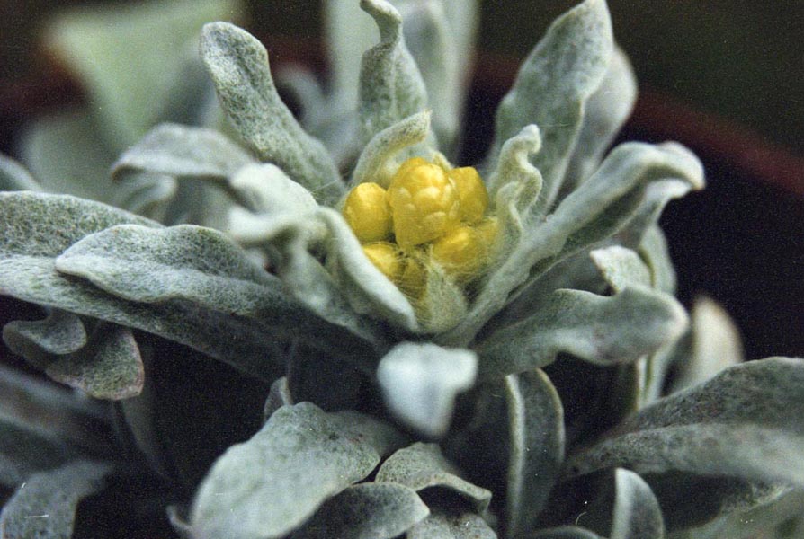 Helichrysum orientale
